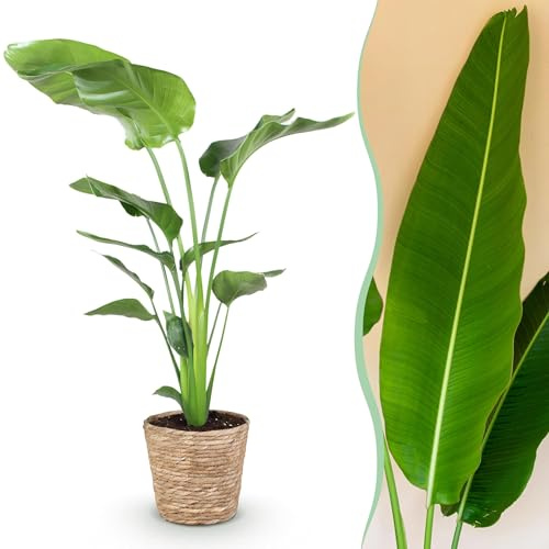Stelitzia Nicolai - Fleur d'oiseau de paradis - Entretien réduit - avec panier - Vert - 110-120cm - Ø21cm - Plante d'intérieur - Vert persistant