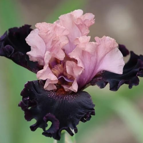 iris, autunnali, resistenti,te da balcone, decorative in vaso bulbo di fioreto selvatici da balcone decorazioni giardino per 2bulbi