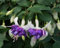 Graines de fleurs de fuchsia 90pcs blanc