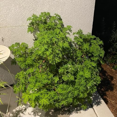 gerani profumati - geranio limone coltivazione di giardino 180semi