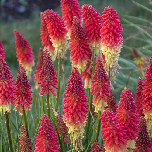 25 Rocket Red Torch Lily Hot Poker Flower Seeds Perennial Seed
