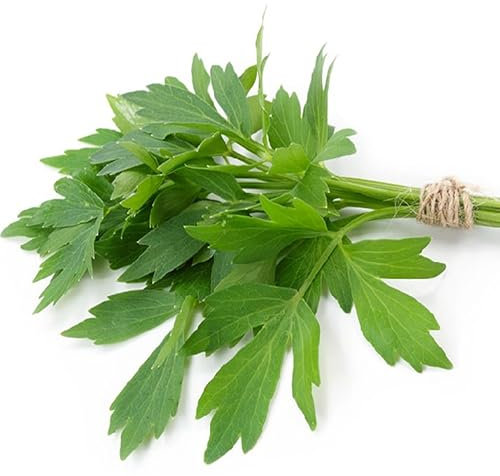 300 Lovage seeds (Levisticum officinale) Perpetual celery - reproducible untreated