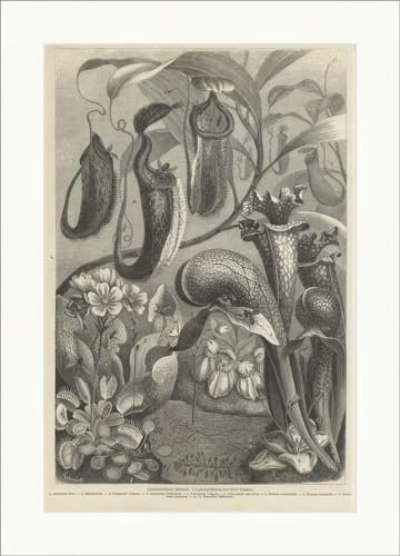 Biller Antik Plantas insectívoras Emil Schmidt cáliz carnívoro grabado en madera E 11773