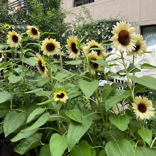 girasoli decorazione perenne resistenti, lungo giardino che amano l'ombra, resistenti interni esotici semi 550pcs