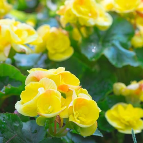 begonie bonsái di interni semi di semi perenni selvatici, semina autunno serrature balcone trepadora begonie ghiaccio 100pcs