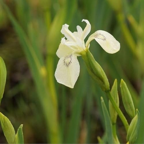Blumixx Stauden Iris pseudacorus 'Junges White Selection' – winterharte Sumpf-Schwertlilie, weiß blühend, für Teichrand & Feuchtbiotop, mehrjährig