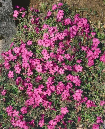 Phlox stolonifera 'Home Fires' - Flammenblume, Winterhart & Bodendecker, Rosa Blüten, P 0,5 Topf