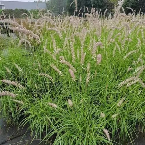 Semillas de ornamental - invernaderos de balcón semillas de ornamentales resistentes para decoración de ornamentales 100pcs