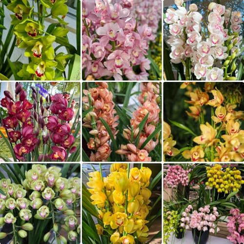 Semillas de orquídea, Cymbidium hybridum, de jardín Semillas de orquídea Cymbidium, Variedades antiguas 400pcs