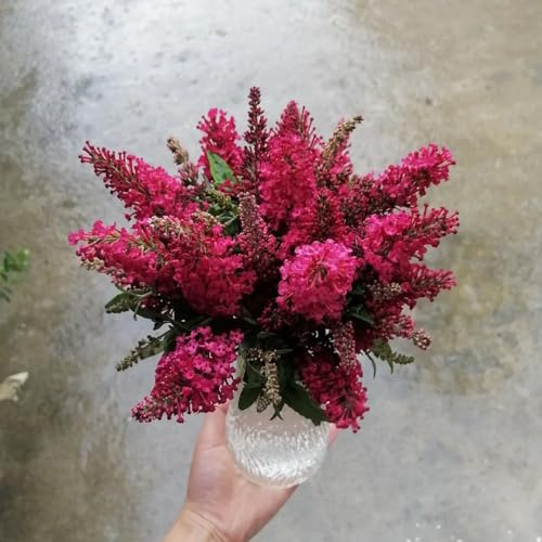 Buddleja davidii - decorazione semi perenni resistenti resistenti perenni, giardino 350pcs