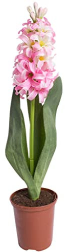 künstliche Frühlingsblume Hyazinthe groß mit Blättern im braunen Kunststofftopf (Creme-pink)