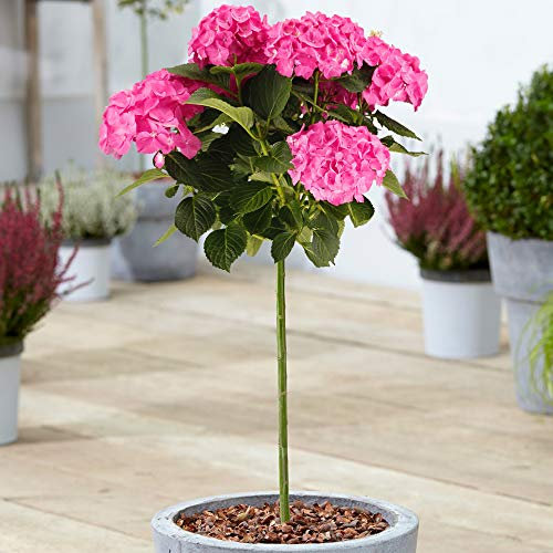 Collection d'Hortensias Macrophylla | Arbres à sucettes en pot pour petits jardins