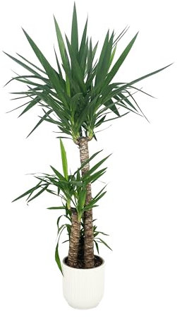 KENTIS - Yucca - Tronchetto della Felicità - Piante Vere Grasse Succulente da Appartamento - Pianta Ornamentale da Interni - H 135-145 cm Vaso Ø 24 cm