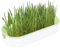Mbiyhgta Katzengras-Anzucht-Set – Indoor-Haustiergras, Kätzchen-Gras-Anbauset | einfach zu züchtender Katzengras wiederverwendbarer Pflanzgefäß, Katzenkau-Snacks, Haarballentfernung, Tierfutter für