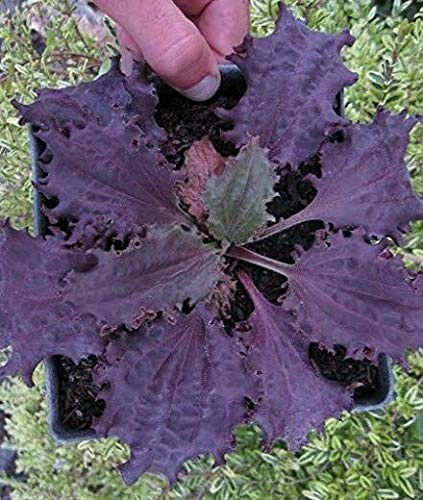 15 Fresh Seeds: Plantain 'Purple Perversion' ~ Plantago major ~ Hemmed, Rich Maroon Leaves : Package Contain Seeds Only