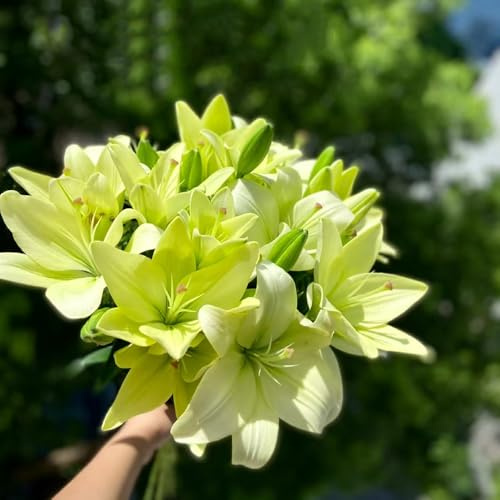 lirio, lirios silvestres en el balcón de balcón, decorativas en Cultivar jardín un temprana raros primaveral 16bulbos
