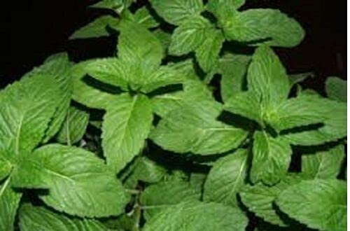 5g Seeds of Herb Peppermint (Mentha Piperita)