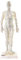 66fit Unisex Acupuncture Model, Multi-Colour, 50 Cm EU
