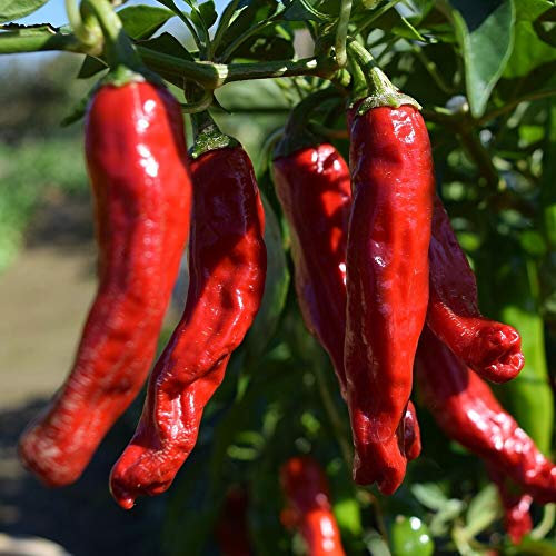 Anaheim Chili Samen für ca. 20 Pflanzen - beliebte Sorte aus den USA