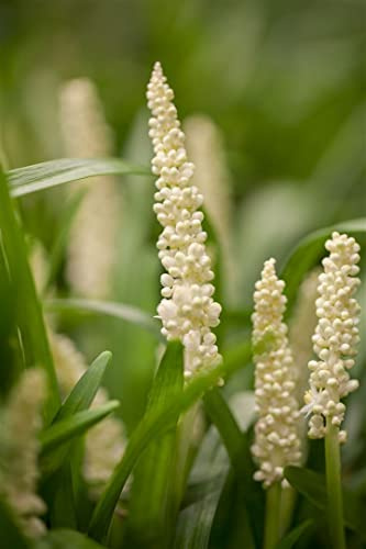 Liriope muscari 'Monroe White' 9x9 cm Topf – Winterhart, Mehrjährig, Pflegeleicht – Lilientraube – Bodendecker für Schatten & Beet