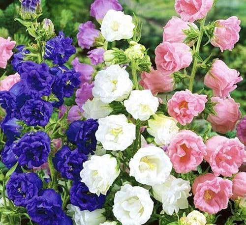 Buy4seeds 400 Canterbury Bells Double Mix Seeds - Campanula Easy for Grow Garden