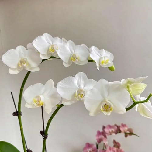 Semillas de falaenopsis semillas interior de orquídeas, exóticas jardín decoración jardín silvestres 400pcs