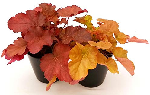 POWERS TO FLOWERS - HEUCHERA ROSSA e ARANCIO, 2 PIANTE, piante vere