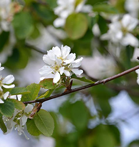 Hochstamm Erlenblättrige Felsenbirne Greatberry Garden 60-80cm - Amelanchier alnifolia - lebende Gartenpflanze aus den Baumschulen