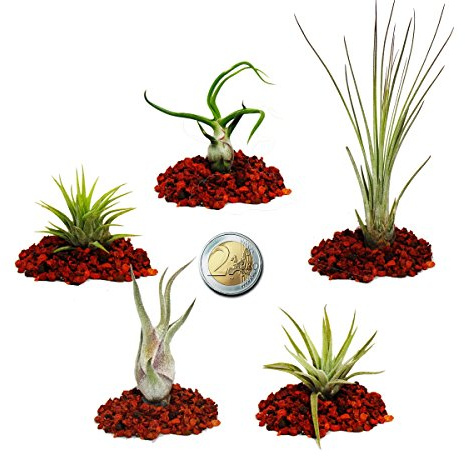 Exotenherz - 5 verschiedene Mini-Tillandsien - extra klein