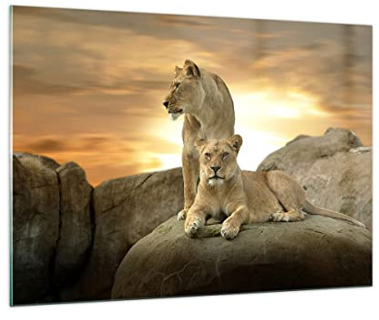 Bilder auf Glas 100x70cm Glasbild Löwen Sonnenuntergang Felsen Krallen Groß Wanddeko Bild im Glas Schlafzimmer Küche Deko Wandbilder Dekoration Wohnzimmer Modern Wand Kunstdruck Art GAA100x70-2958