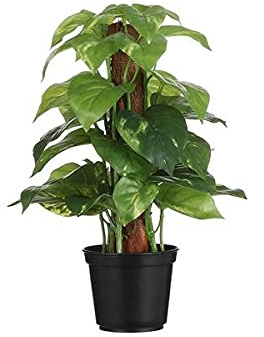 Planta de Interior Potho Tutor Altura 50cm Epipremnum Aureum, Potus, Pothos o Potos