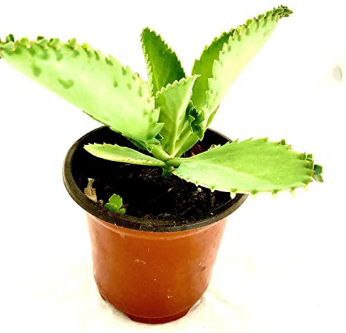 Kalanchoe Daigremontiana Planta Milagrosa Una Planta Viva con Sorprendentes Beneficios