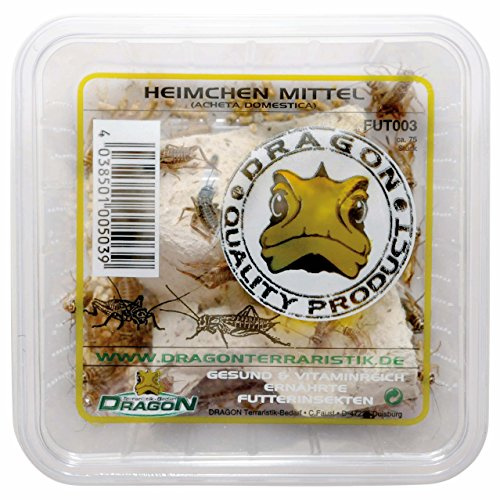 Dragon Heimchen, Zweifl eck-, Steppengrillen und Heuschrecken Futtertier, 75 stück, Geschmacklos, Dose, Futter, Haustiere, Grillen, Mittelgroße Rassen, 17-18° C
