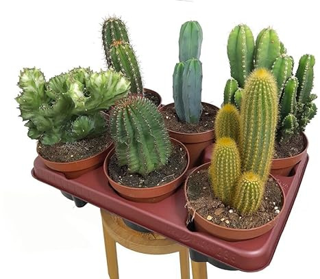 PACK 6 CACTUS NATURALES VARIADOS EN MACETA 13CM DIAMETRO