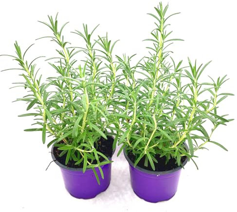 Rosmarin Pflanze Blue-Winter – Winterhart & Aromatisch 2er-Set | florapartner – Frische Kräuter für das ganze Jahr!
