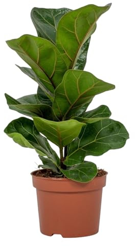 Trendyplants – Ficus Lyrata Bambino – Pianta di tabacco – Pianta d'appartamento – Dimensioni vaso Ø 12 cm – Altezza 20 – 40 cm