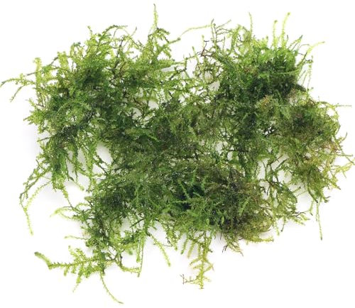 K2AQUA 20 Grams Weeping Moss Vesicularia Ferriei Live Aquatic Plant for Aquarium Fresh Green Low Light Easy to Grow Fish Tank Tropical Planted Tank