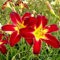 Bulbos de hemerocallis, fáciles de cultivar y de larga duración, perennes todo el año, rizomas de hemerocallis-3bulbos-E