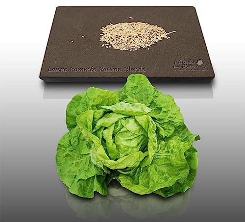 500 Graines à semer - Le Grenier d'Abondance - LAITUE POMMEE d'hiver - Passion blonde à graine blanche