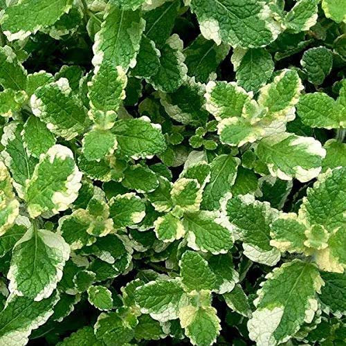 Pineapple Mint Aromatic herb Plant Loved by Bees Butterflies pollinators Ground Cover 9cm Pot