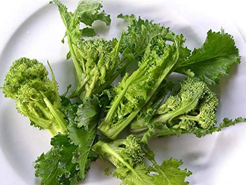 Buy4Seeds BROCCOLETTO QUARANTINO RICCIO 1000 Finest Seeds Easy to
