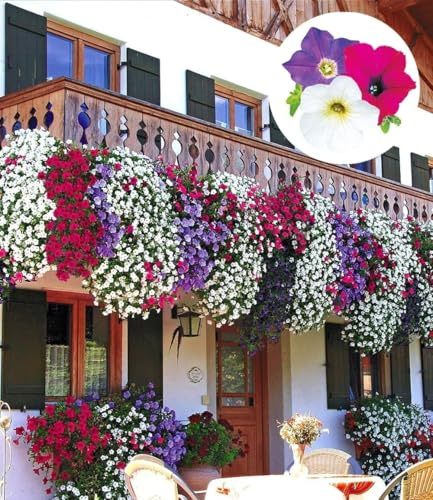 BALDUR Garten 6er Hänge-Petunien-Mix 'AlpeTunia®', Pflanzen im 10,5 cm-Topf, Blickfang für Balkonkästen & Hängeampeln, Blütenfülle an langen Ranken, pflegeleicht & langblühend, sommerlich