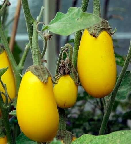 100 gelbe Auberginensamen