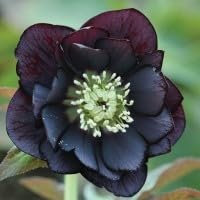 Helleborus 'Double Midnight Black' Plug Plants x 3