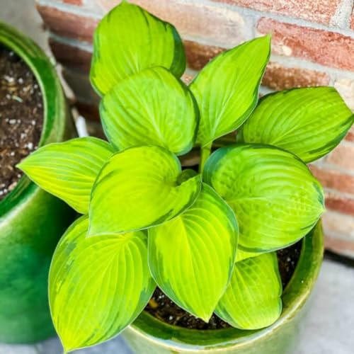 Hosta Bulbs Beautiful Now Mixed Garden Crop for Planting Now UK Strong Plants That Grow Well Mix Golden Jade Carving Feels