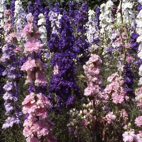 1 Pack of 275 SEEEDS Larkspur - Giant Hyacinth (D. consolida)