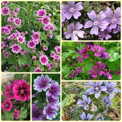 Semi di malva, giardino Semi di Malva Selvatica, Malva Sylvestris, biologici autunnali varietà antiche semi resistenti 800pcs