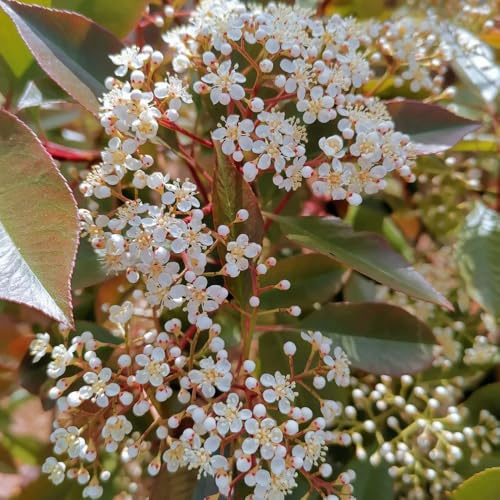 Semillas de Photinia - con decorativas Decoraciones de jardín exteriores jardín orgánicas exterior rocas: resistentes 50pcs