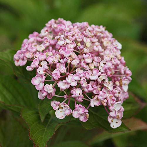 Thompson & Morgan Hardy Perennial Hydrangea Macrophylla ‘Ayesha’ Deciduous Flowering Shrub, Potted Garden Plants Ideal for Cottage Gardens, Patio and Containers 1 x 3.6 Litre Pot