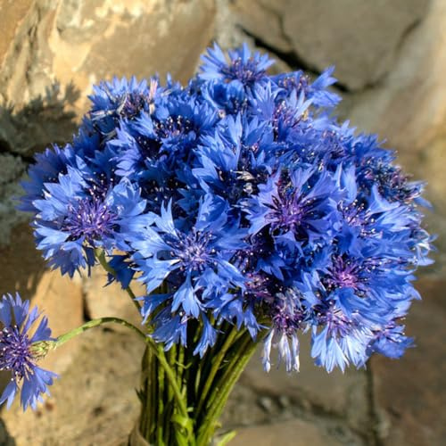 Fiordaliso semi interni selvatici balcone parterre giardino decorazione semi perenni resistente decorazioni giardino 250pcs